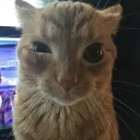 notverybige