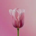 alolagirly