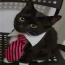 pucthecup