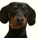 1fq_