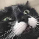 monochromehd