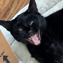 avatar 𝕄𝕠𝕟𝕚𝕜𝕒✨