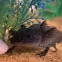 fobicus