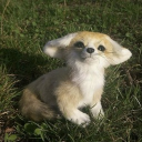 avatar 𓆝 𓆟 𓆞 𓆝 𓆟