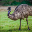 avatar Sachenmachensachen