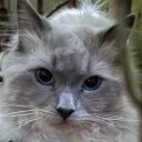 mrwabbit.