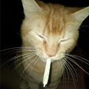 _00cat_