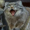 thepallascat