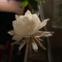 serendipx