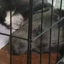 ozzyaussie