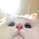 tvstaticface