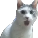 boombasticboi avatar