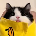 wqywind