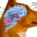 dogbrainknowhowbuffalo