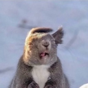 avatar wholegrain molebrain