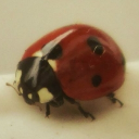 avatar LEVI / CETUS —