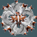 avatar CodenameQuackers (Shin Arc)