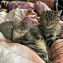 avatar Koty za płoty