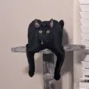 tylercat666