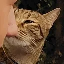 ottoomio
