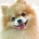 billypompom