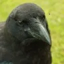 odd_jest