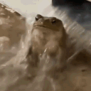 frog1181