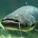 simonedirebuddy member profile picture