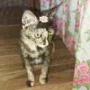 miyazawajeana
