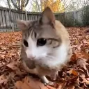 attackbaver