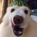 perrosandia69