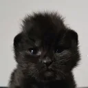 catmeows123