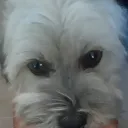 _arandomdog_