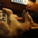 dogfood95