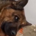 avatar ˢʰᵃᵈᵒᵒ