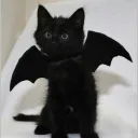 0cat6