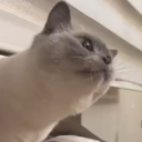 ardakesmo's profile picture