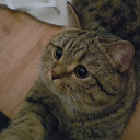 Discord Avatar