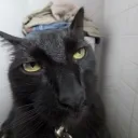 phiacidal