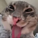 digweeb avatar