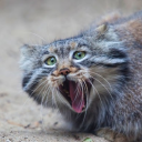 avatar Jamiroquais cousin