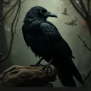 ravensshado
