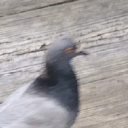 avatar pigeon boi