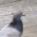 pigeonboiy
