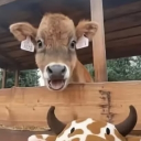 avatar ⭒ɳɛkѳ⭒