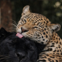 avatar ⭒ɳɛkѳ⭒