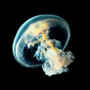 raxnarokzxc9898735's Avatar