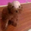 qurrski