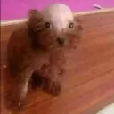 qurrski