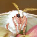 Marqimoth